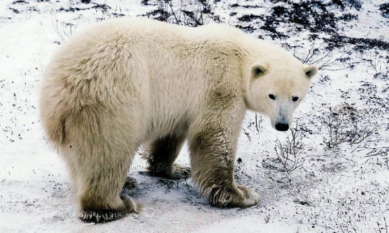 polar bear kills father protecting his children photo afp