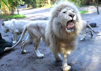 hunter becomes the hunted lions eat poachers on south africa reserve hunter becomes the hunted lions eat poachers on south africa reserve