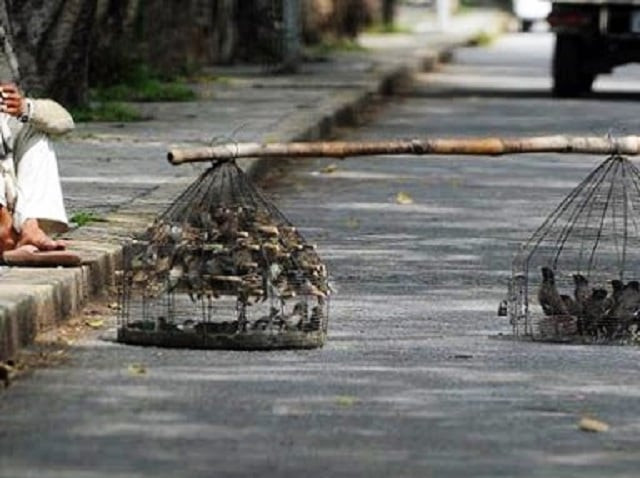 around a million birds are caged and freed after being sold every year in lahore photo express around a million birds are caged and freed after being sold every year in lahore photo express