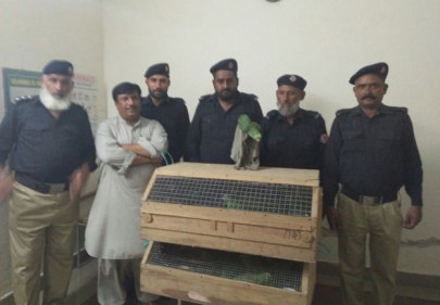 caged freed and caged again caged freed and caged again