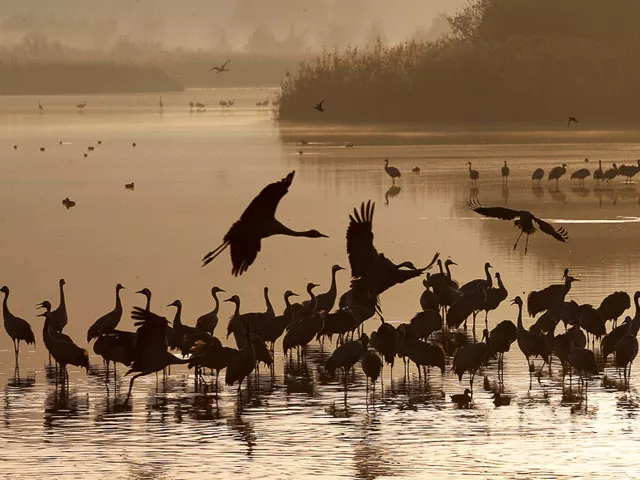 migratory birds coming from siberia are hunted in the province photo file migratory birds coming from siberia are hunted in the province photo file