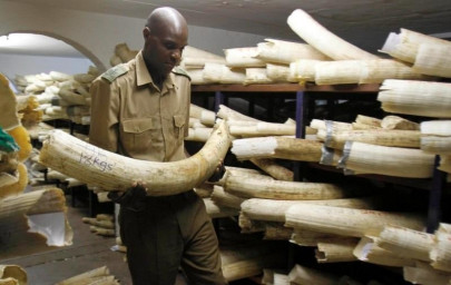 campaign group says illegal ivory trade breezes past eu law campaign group says illegal ivory trade breezes past eu law