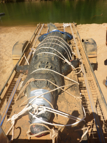 the 4 7 metre 15 4 foot beast was found in a trap downstream from the northern outback town of katherine after first being spotted in 2010 photo afp the 4 7 metre 15 4 foot beast was found in a trap downstream from the northern outback town of katherine after first being spotted in 2010 photo afp