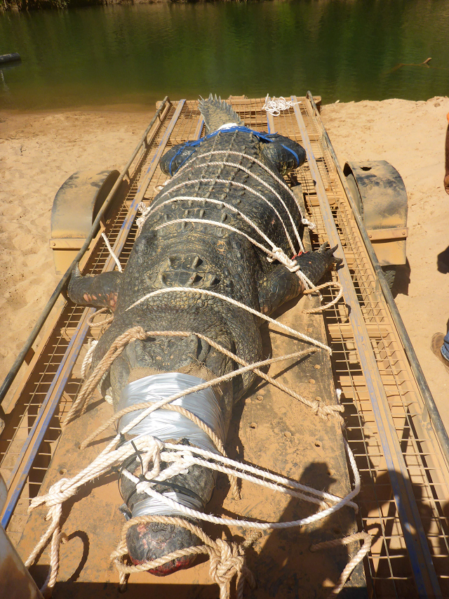 the 4 7 metre 15 4 foot beast was found in a trap downstream from the northern outback town of katherine after first being spotted in 2010 photo afp