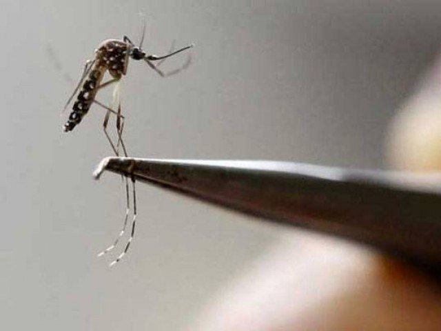 four test positive for dengue in peshawar photo afp