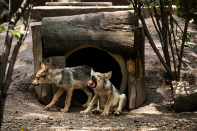 eight wolf cubs the star attraction at mexico city zoo eight wolf cubs the star attraction at mexico city zoo