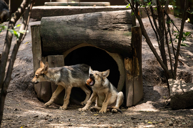 wolf cubs at a zoo in mexico city photo afp