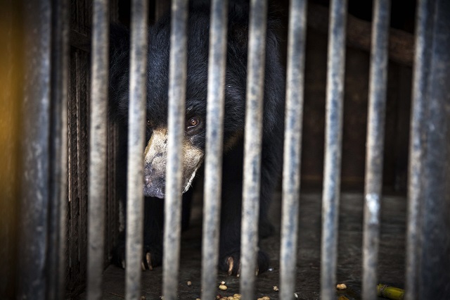 rangila seen at a zoo near kathmandu before he is transferred to a sanctuary for rescued bears in india photo afp