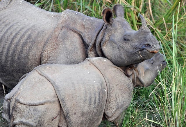in this file photo taken on november 30 2011 one horned rhinos gather near water in nepal 039 s maghauli chitwan forest nepal on july 12 gifted china a pair of endangered one horned rhinos in a diplomatic gesture photo afp in this file photo taken on november 30 2011 one horned rhinos gather near water in nepal 039 s maghauli chitwan forest nepal on july 12 gifted china a pair of endangered one horned rhinos in a diplomatic gesture photo afp