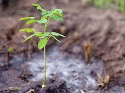 more than 3 000 saplings to be planted in multan more than 3 000 saplings to be planted in multan