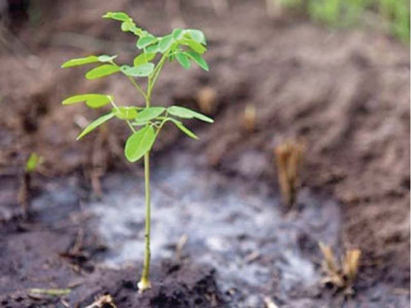 more than 3 000 tree saplings to be planted in multan photo file