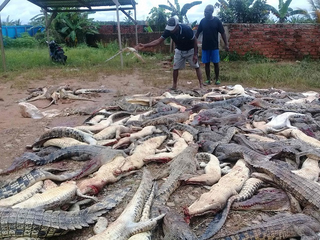 this photo on july 14 2018 shows dead crocodiles slaughtered by a mob in sorong in indonesia 039 s papua province an angry mob has slaughtered nearly 300 crocodiles in indonesia after a local man was killed by one of the reptiles authorities said on july 16 photo afp this photo on july 14 2018 shows dead crocodiles slaughtered by a mob in sorong in indonesia 039 s papua province an angry mob has slaughtered nearly 300 crocodiles in indonesia after a local man was killed by one of the reptiles authorities said on july 16 photo afp