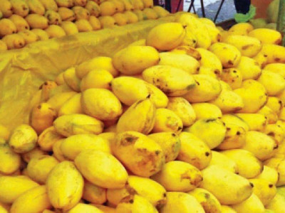 mango festival attracts huge crowd mango festival attracts huge crowd