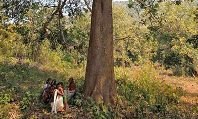 india s tribal ministry slams proposal to privatise forests india s tribal ministry slams proposal to privatise forests