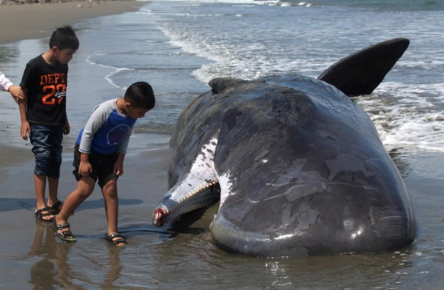us proposes roll back of endangered species protections photo reuters us proposes roll back of endangered species protections photo reuters