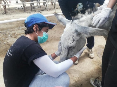 donkey beaten to pulp by political activists dies donkey beaten to pulp by political activists dies