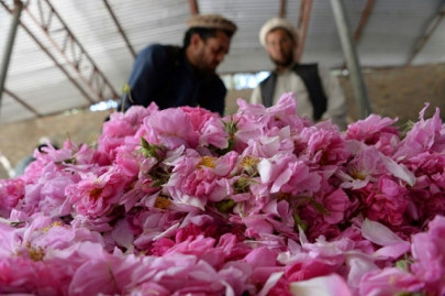 guns and roses afghan farmers enjoy sweet smell of success guns and roses afghan farmers enjoy sweet smell of success