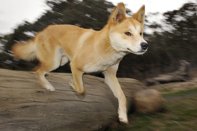 dingo attacks are rare with just a handful of incidents reported in recent years photo afp