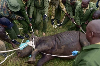 10th critically endangered black rhino dead in kenya after disastrous transfer 10th critically endangered black rhino dead in kenya after disastrous transfer