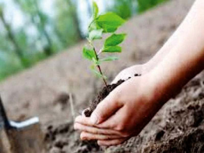 forest dept to plant over 0 5m saplings forest dept to plant over 0 5m saplings