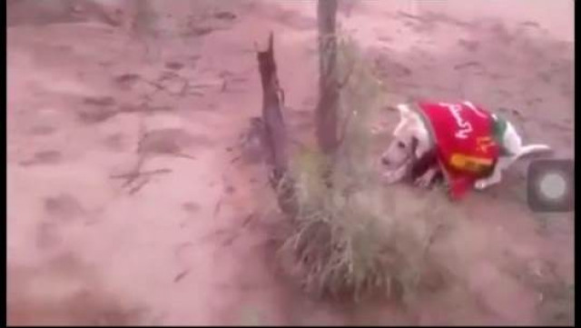 k p police arrest culprits in viral dog shooting video k p police arrest culprits in viral dog shooting video