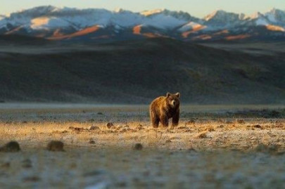 crazy gora to risk his life for pakistan s endangered brown bear