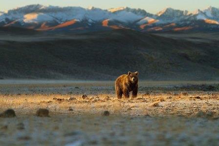a brown bear in plateau of deosai in gilgit baltistan photo file