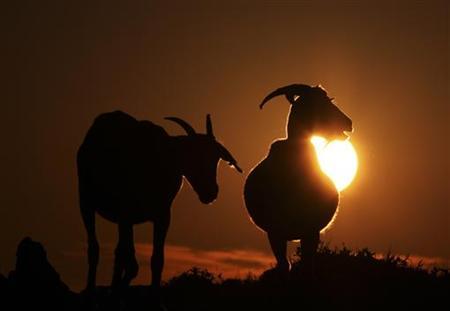 two goats are seen during sunset in a file photo photo reuters