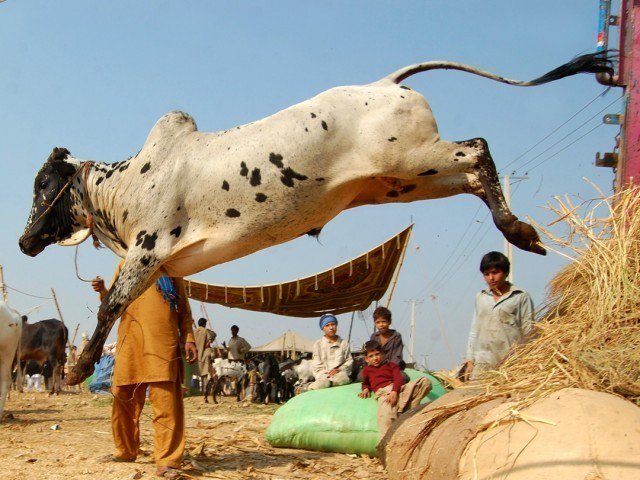 Eidul Azha: Sale of sacrificial animals begins in Rawalpindi
