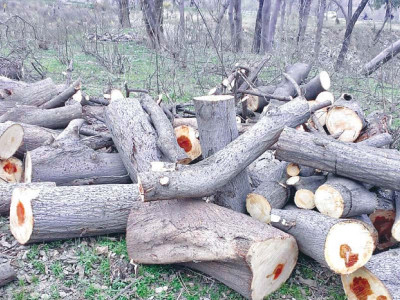 environmental preservation citizens urge cda to plant more saplings during rains environmental preservation citizens urge cda to plant more saplings during rains