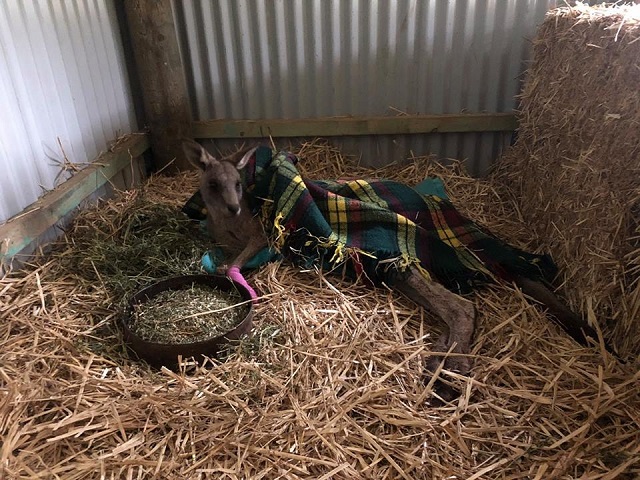 a picture posted by the animal rescue group five freedoms animal rescue shows norman the kangaroo in their care photo fb five freedoms animal rescue