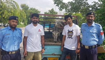acts of kindness volunteers rescue abandoned donkey in islamabad acts of kindness volunteers rescue abandoned donkey in islamabad