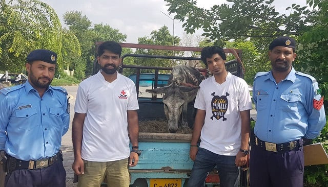 apart from cats and dogs jamil said they have rescued and treated donkeys mules kites foxes jackals horses and even snakes photo express