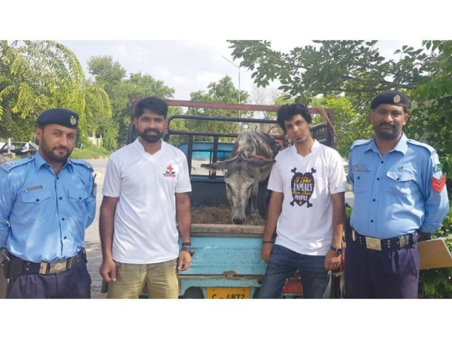 volunteers with the abondoned donkey they saved with police help photo express volunteers with the abondoned donkey they saved with police help photo express