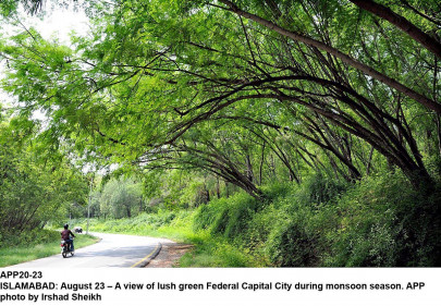 monsoon plantation mayor calls for clearing bushes wild shrubs monsoon plantation mayor calls for clearing bushes wild shrubs