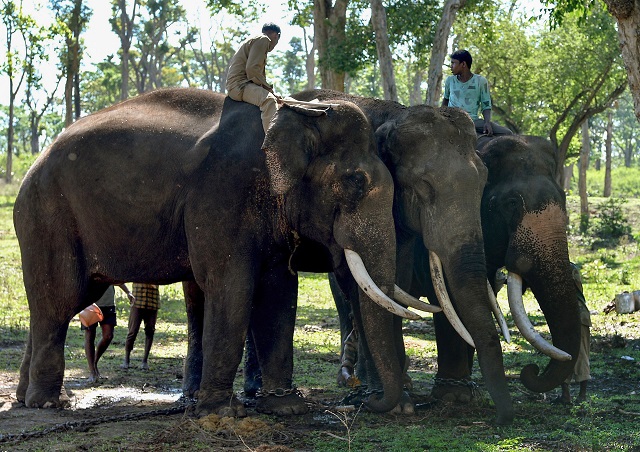 1 100 people and almost 700 elephants killed as people encroach animal territories photo express