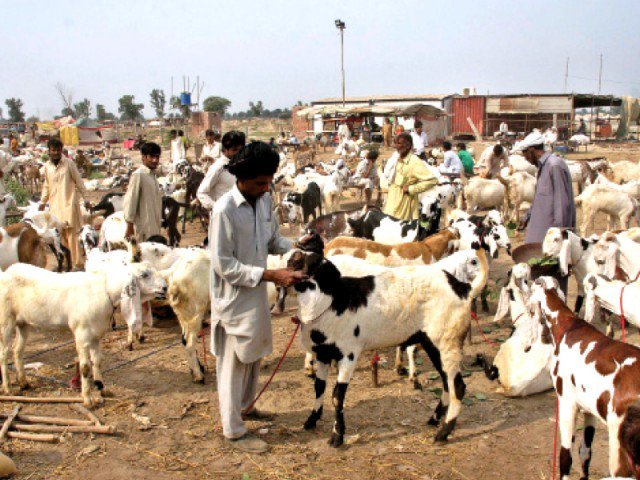 goats for sale at an animal market in the city photo shafiq malik express