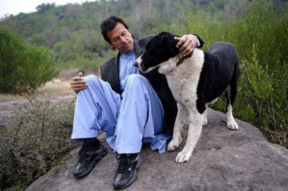 imran khan s pet dogs get wikipedia page imran khan s pet dogs get wikipedia page