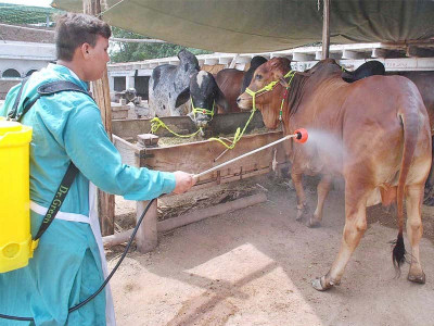 as cows return to cities congo fears rise as cows return to cities congo fears rise