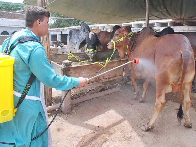a worker at a cattle market is spraying sacrificial animals against congo virus at ring road photo app a worker at a cattle market is spraying sacrificial animals against congo virus at ring road photo app