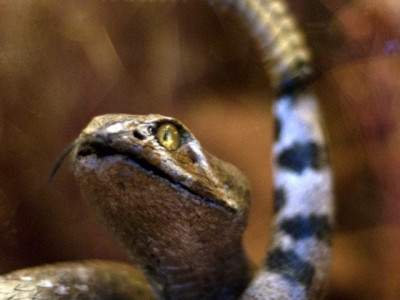 venomous snakes attack bite six people in rahim yar khan venomous snakes attack bite six people in rahim yar khan