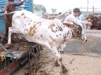 peshawar admin to spray sacrificial animals