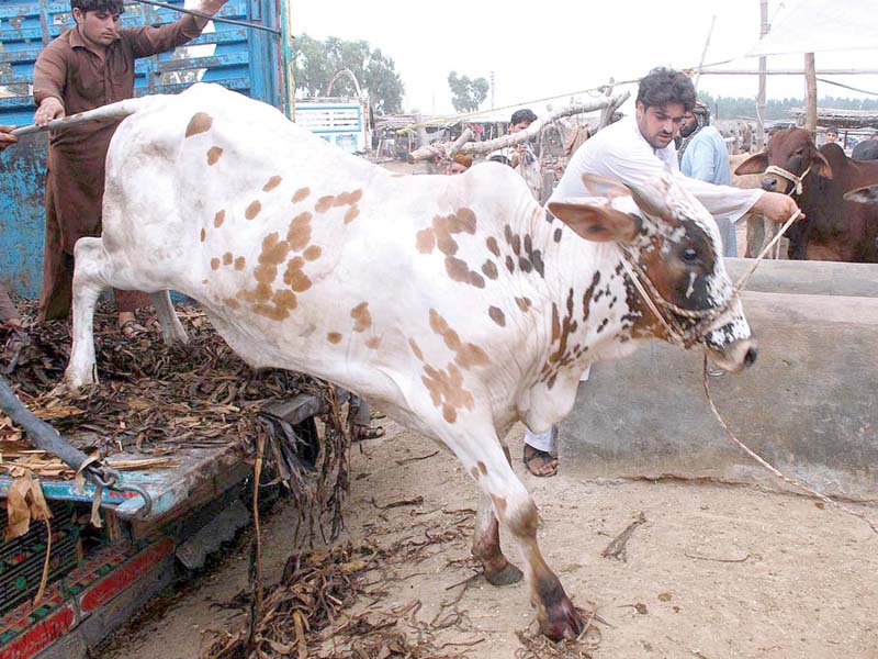 workers unloading a sacrificial cow from a truck for delivery at ring road mandi in peshawar photo app