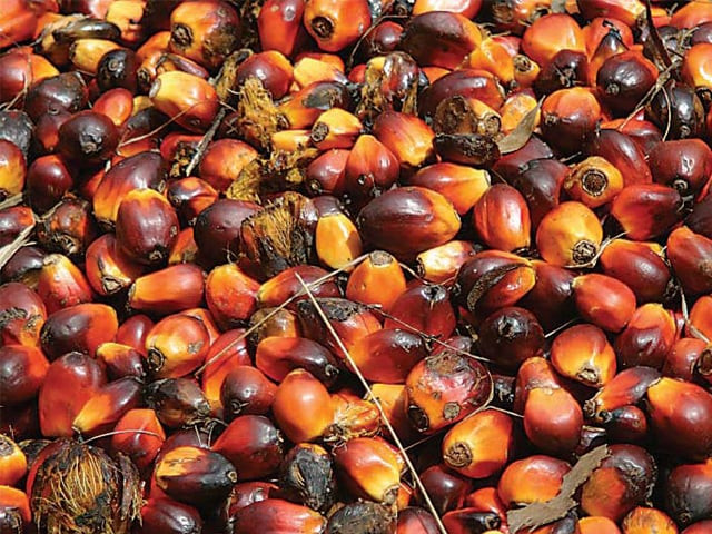 indonesia to help pakistan with palm oil production photo file indonesia to help pakistan with palm oil production photo file