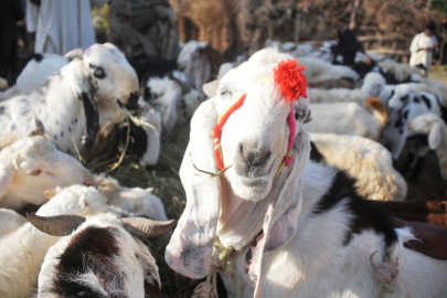 collection of sacrificial animals hides banned without noc collection of sacrificial animals hides banned without noc