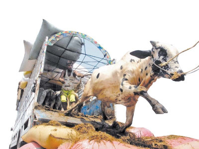 the cows have come to town the cows have come to town