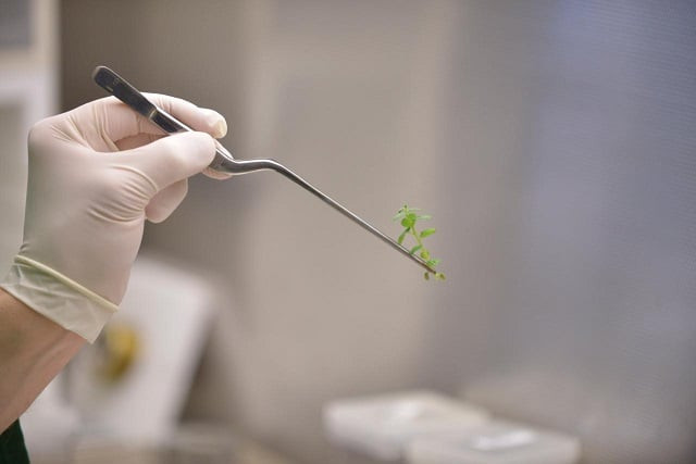 a research scientist examines a soybean plantlet in new brighton minnesota us november 1 2016 photo reuters a research scientist examines a soybean plantlet in new brighton minnesota us november 1 2016 photo reuters