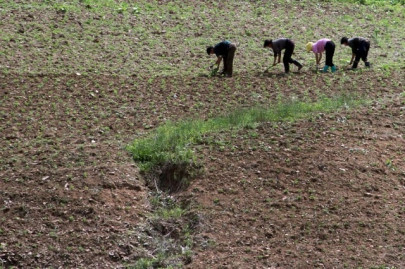 red cross warns of food crisis in north korea as crops fail in heat red cross warns of food crisis in north korea as crops fail in heat