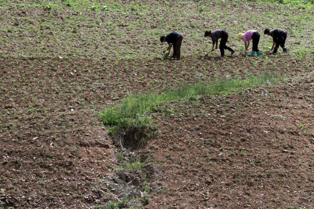 north korean farm in the field along the yalu river in sakchu county north phyongan province north korea june 20 2015 photo reuters north korean farm in the field along the yalu river in sakchu county north phyongan province north korea june 20 2015 photo reuters