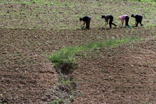 north korean farm in the field along the yalu river in sakchu county north phyongan province north korea june 20 2015 photo reuters